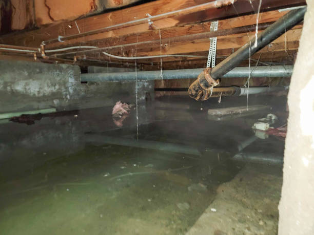 Best Water damage restoration mold remediation  in Pittsburg, TX