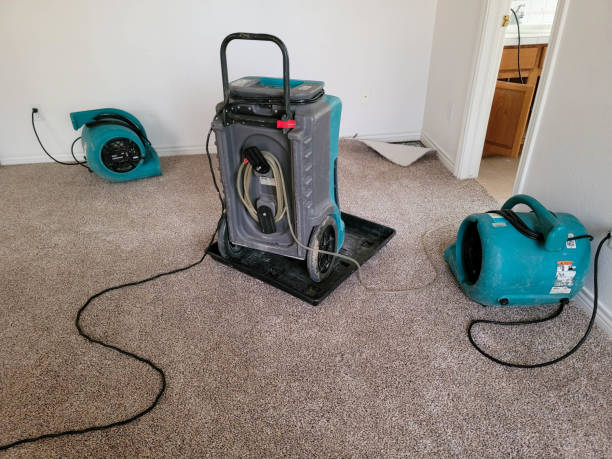 Best Basement water damage restoration  in Pittsburg, TX