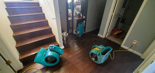 Best Mold removal after water damage  in Pittsburg, TX