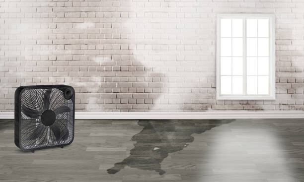 Best Carpet water damage restoration  in Pittsburg, TX